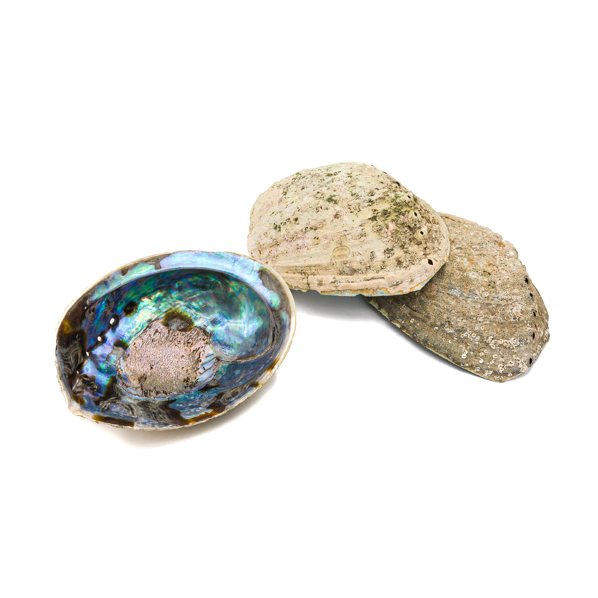 Shell - Abalone $20